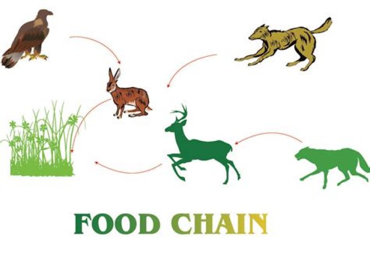 What is the animal food chain?