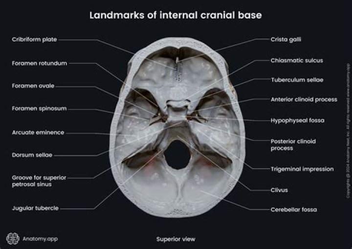 What is the base of the skull?