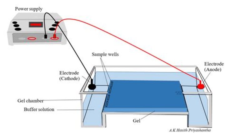 What is the basic principle of electrophoresis?