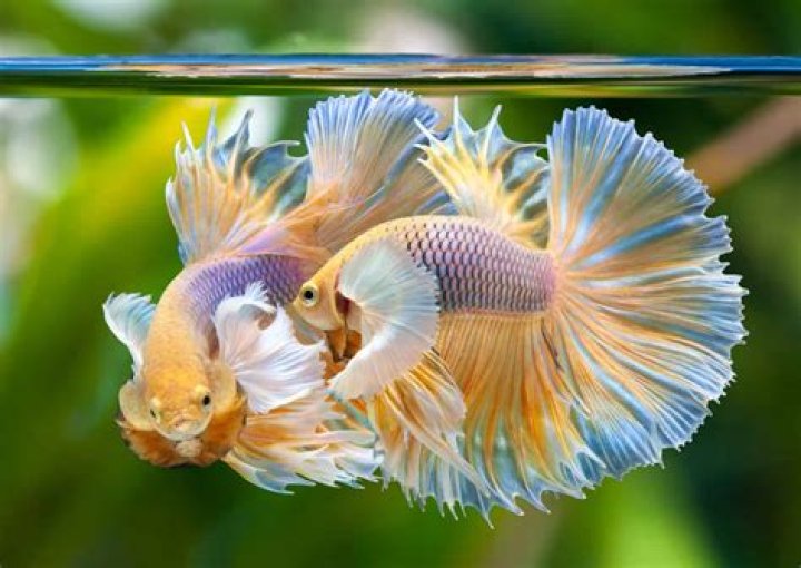 What is the best age to breed betta fish?