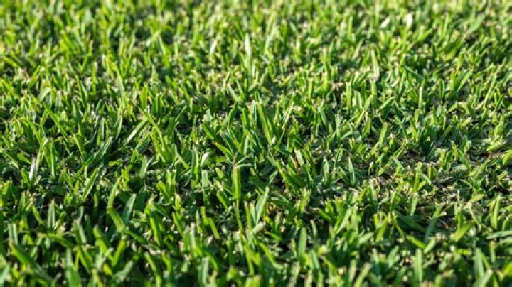 What is the best grass for New England?