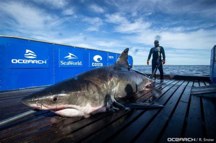 What is the biggest shark ever spotted?