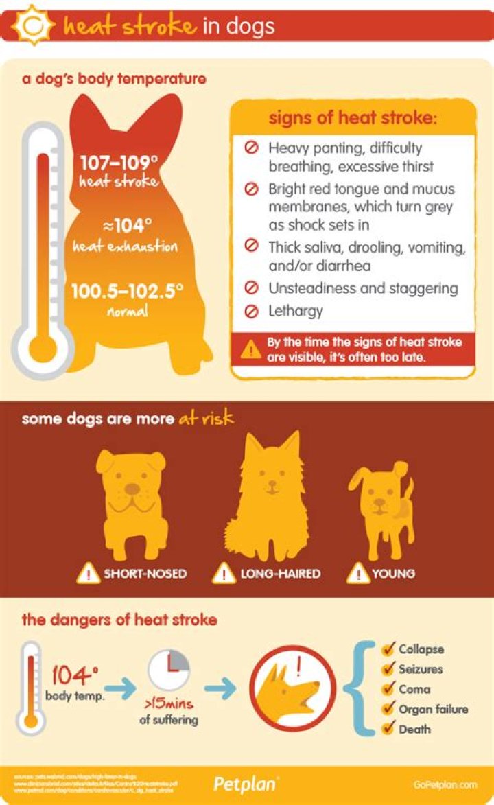 What is the body temperature of a dog?