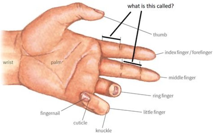 What is the bottom part of your thumb called?