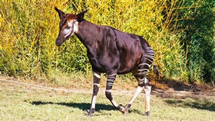 What is the closest relative to Canis lupus?