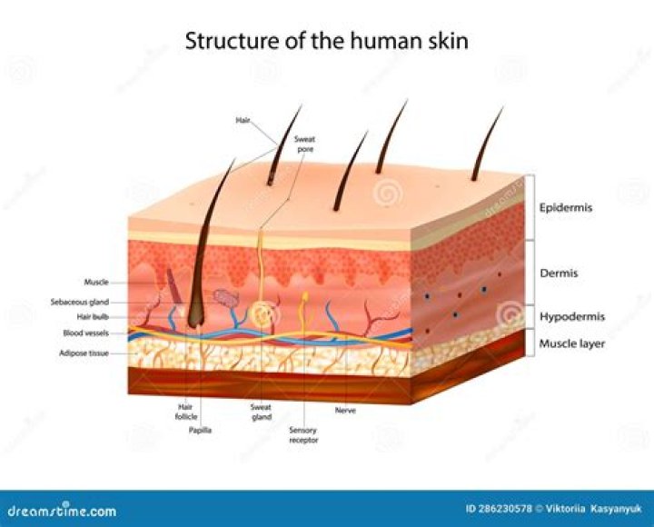 What is the composition of human skin?