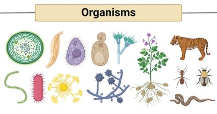 What is the current universal naming system used for naming organisms?