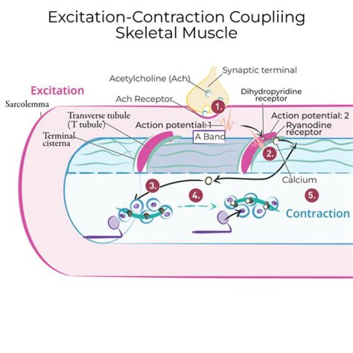 What is the definition of muscle excitation?