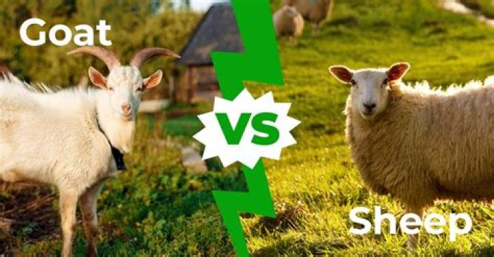 What is the difference between a goat and a sheep?