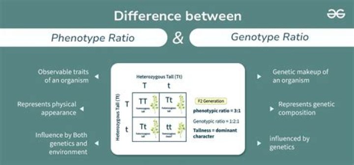 What is the difference between a phenotypic and genotypic ratio?