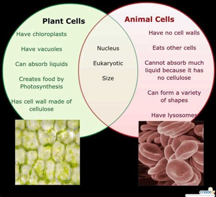 What is the difference between animal and plant mitochondria?