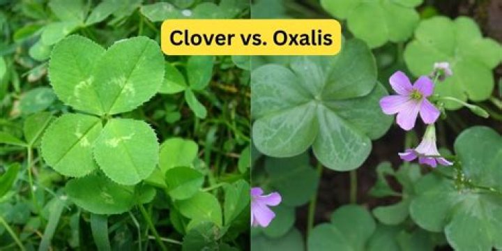 What is the difference between Clover and Oxalis?