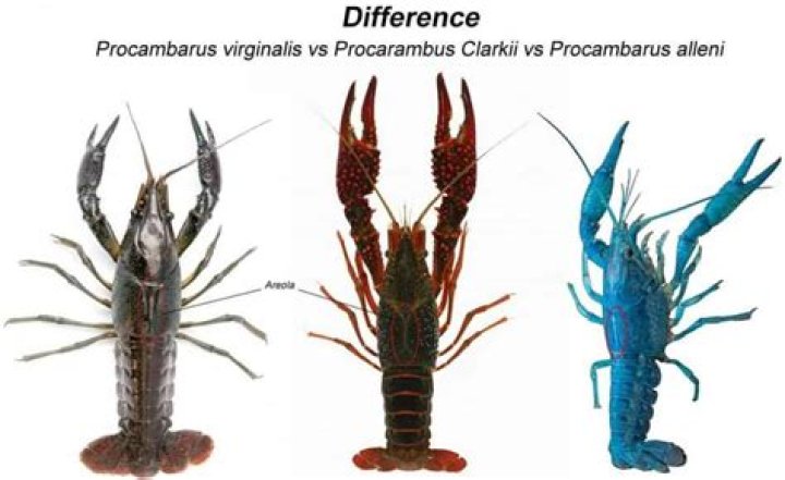 What is the difference between crayfish and crawfish?
