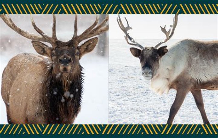 What is the difference between elk caribou and reindeer?