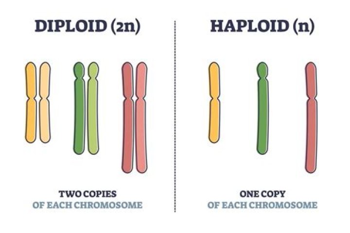 What is the difference between haploid and diploid?