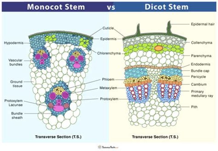 What is the difference between monocot and dicot stems?