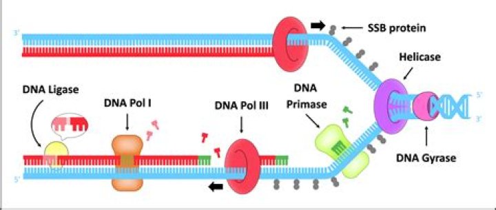 What is the difference between Primase and polymerase?