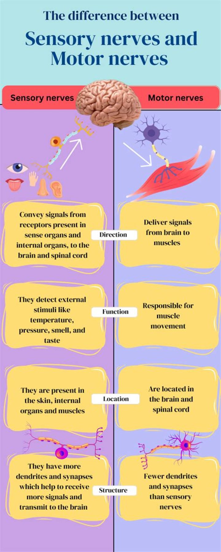 What is the difference between sensory and motor nerve Fibres?