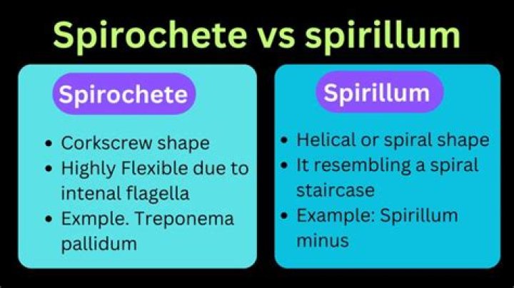 What is the difference between Spirillum and spirochete?