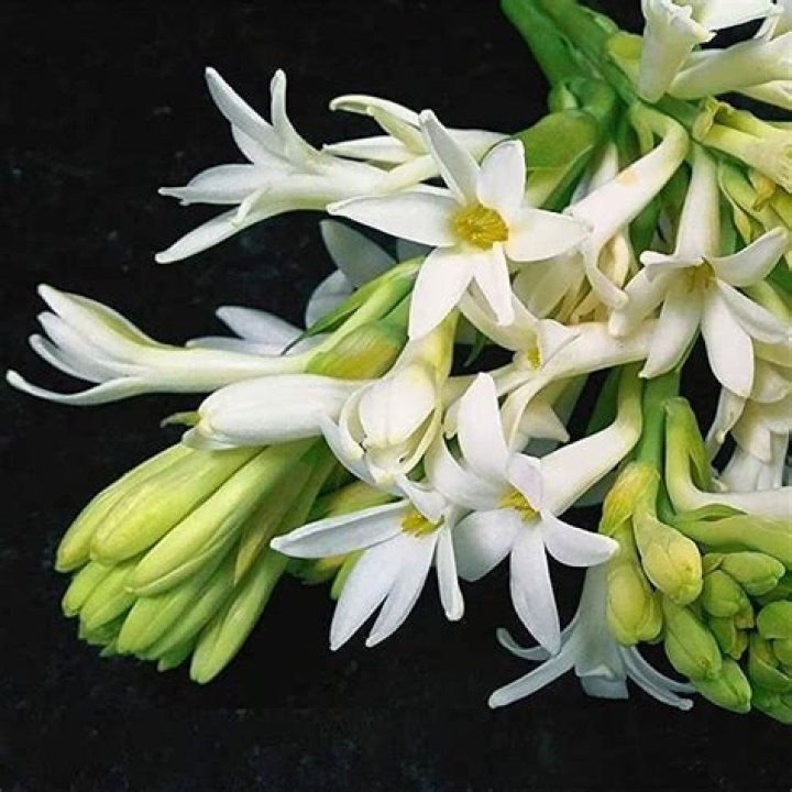 What is the English name of rajnigandha?
