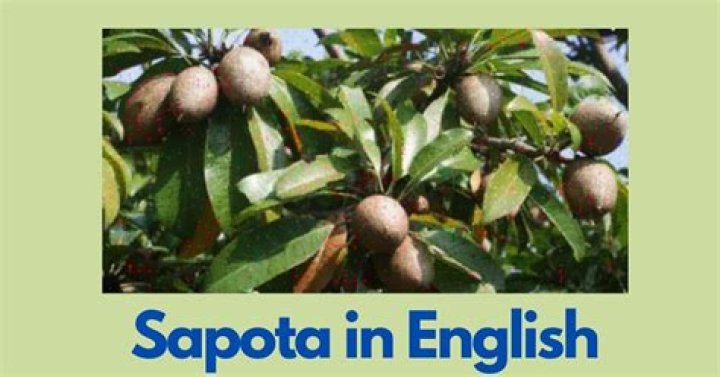What is the English name of Sapota?