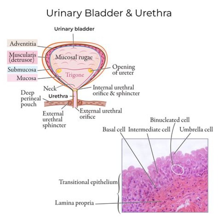 What is the epithelium of the urinary bladder?