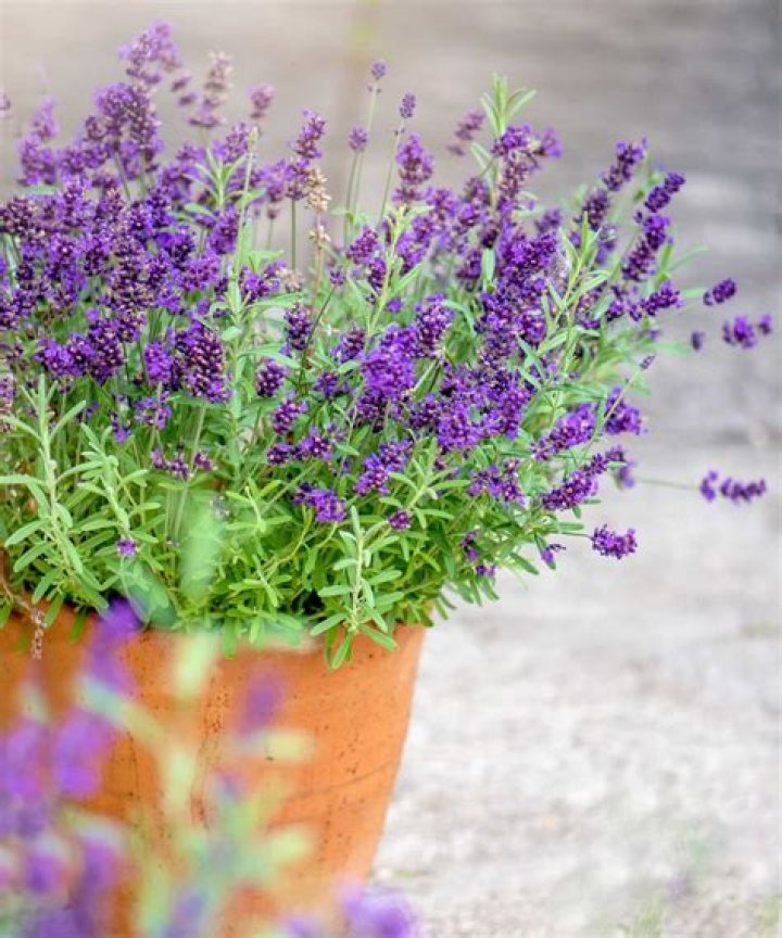What is the fastest growing potted plant?