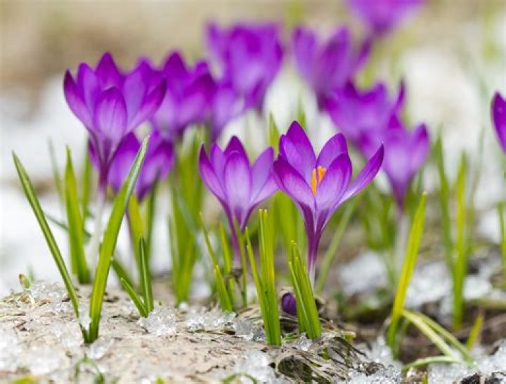 What is the first spring flower to bloom?