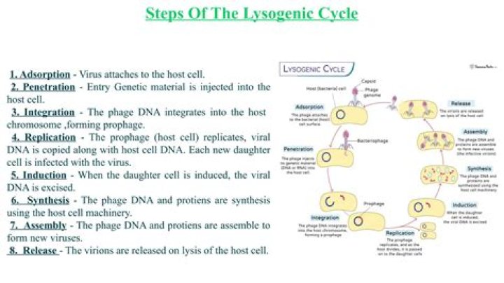 What is the first step in the lytic cycle?