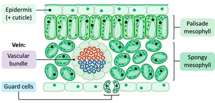 What is the function of palisade and spongy mesophyll?