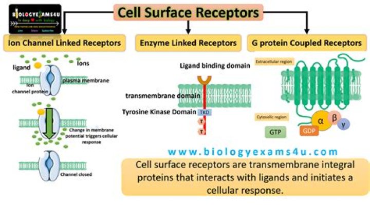 What is the function of receptors in the cell membrane?