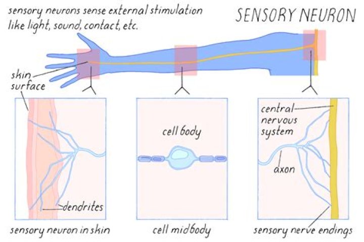 What is the function of sensory neurons?