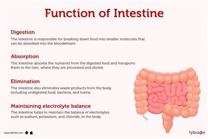 What is the function of the palate?