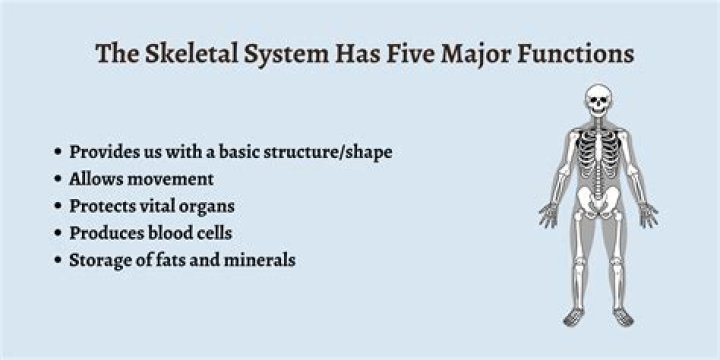 What is the function of the stretch reflex?