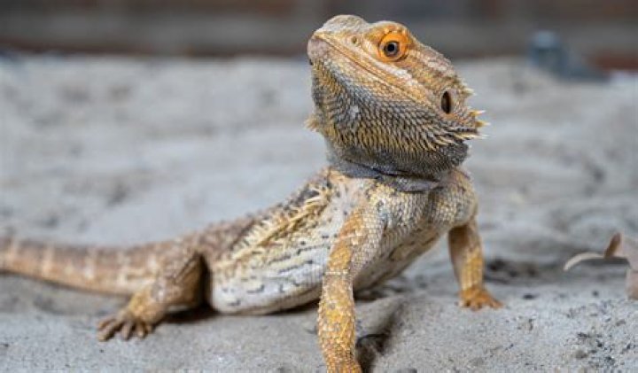 What is the habitat of Agama lizard?