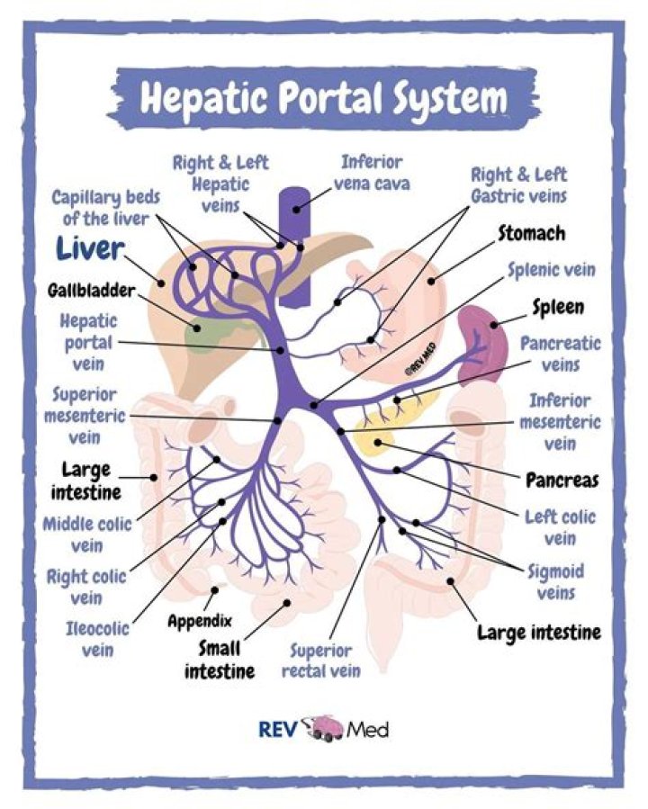 What is the hepatic portal circulation?