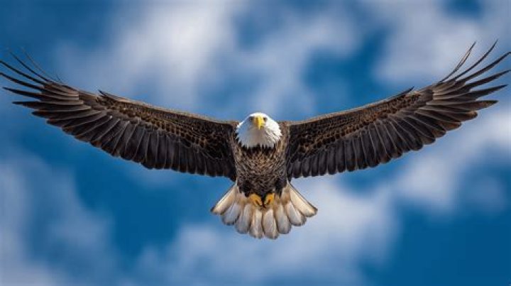 What is the highest an eagle can fly?