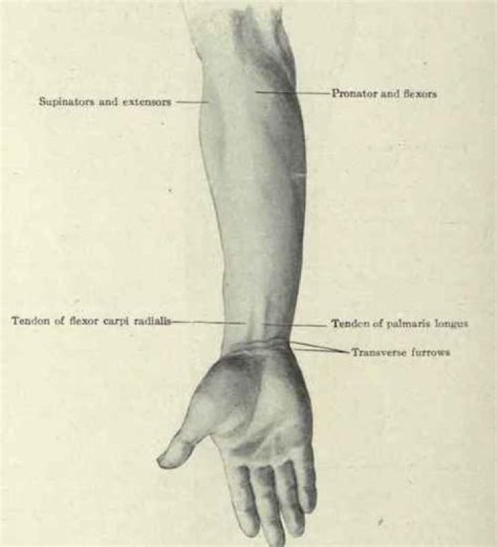 What is the inside of the forearm called?