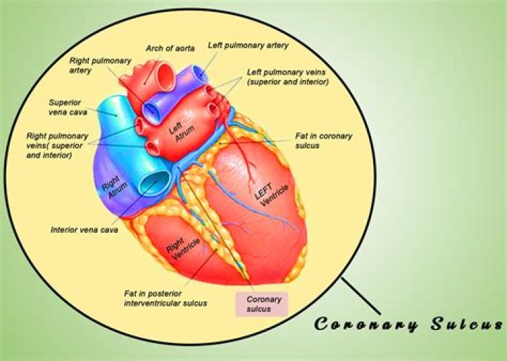 What is the interventricular sulcus?