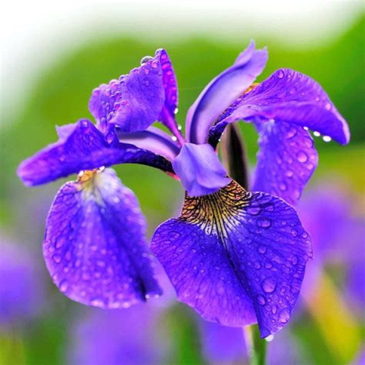 What is the Iris made out of?