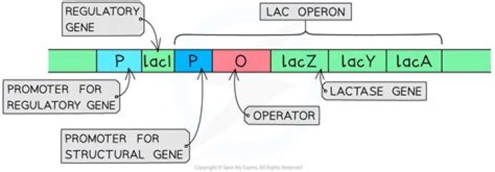 What is the Lac I gene?