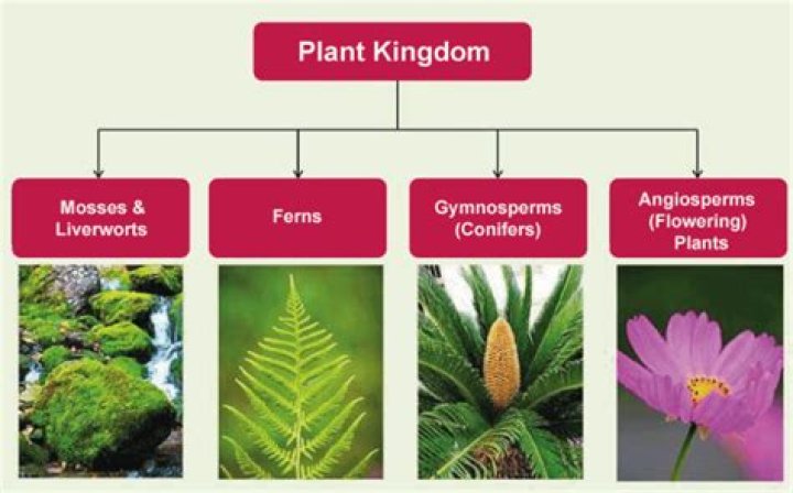 What is the largest phylum in plant kingdom?