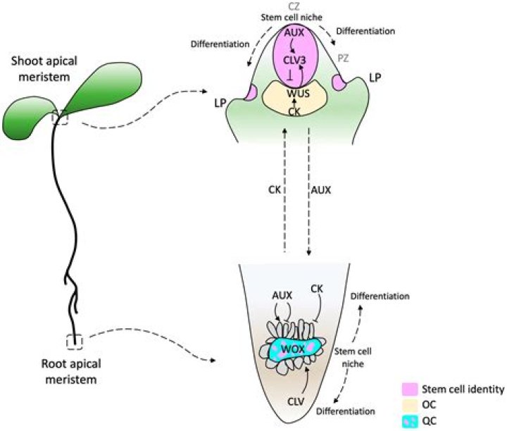 What is the location and function of apical meristem?