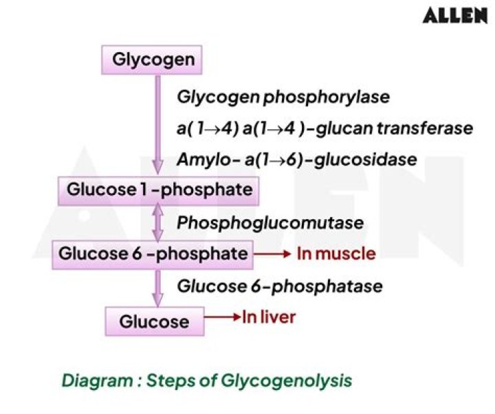 What is the main biological importance of Glycogenesis?