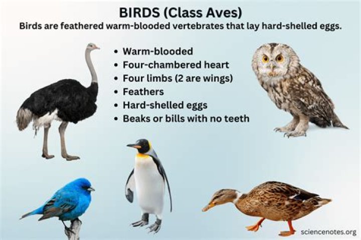 What is the main characteristics of birds?