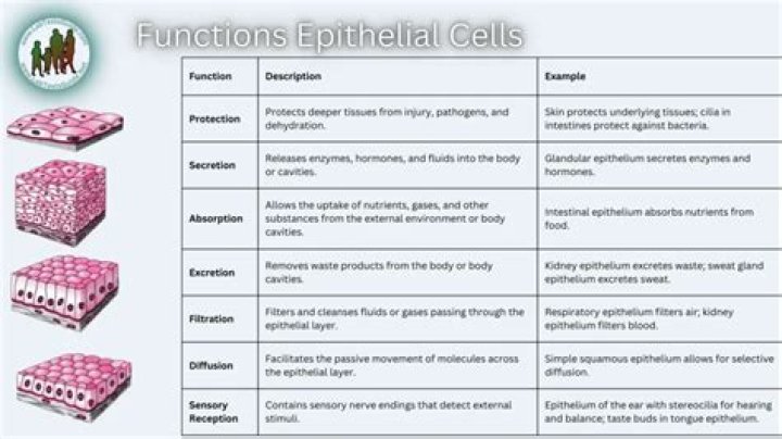What is the main function of most types of epithelial tissue?