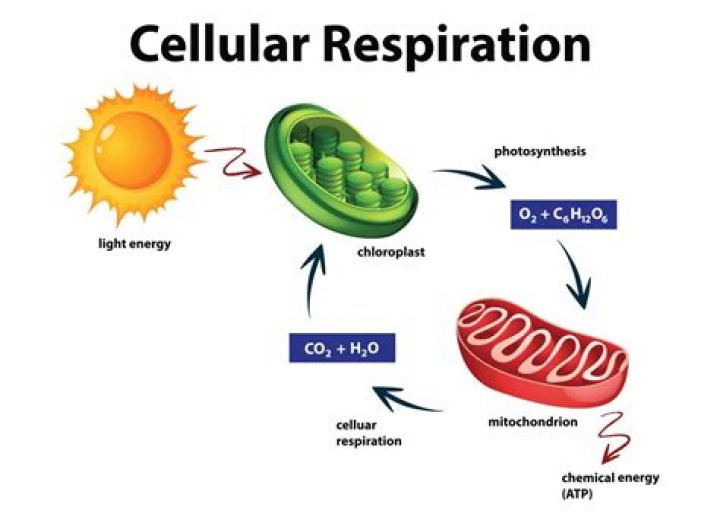 What is the main goal for cellular respiration?