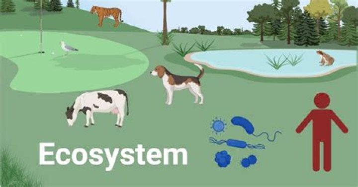 What is the maximum number of individuals that an ecosystem can support?