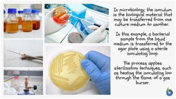 What is the meaning of inoculum in microbiology?