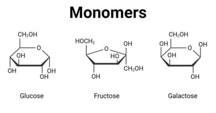 What is the monomer that all carbohydrates are composed of?